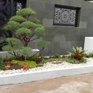 pembuatan taman jepang 1