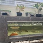 Jasa Design Megatank Aquarium Kolam