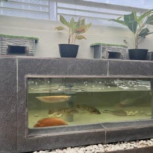 Jasa Design Megatank Aquarium Kolam