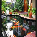 jasa pembuatan kolam koi murah 1