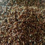 Supplier Beras Untuk Pasar di jakarta